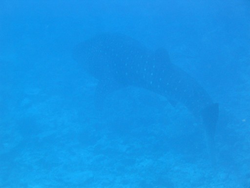 [A whaleshark]